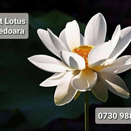 Night Lotus Lejlighed Hunedoara Eksteriør billede