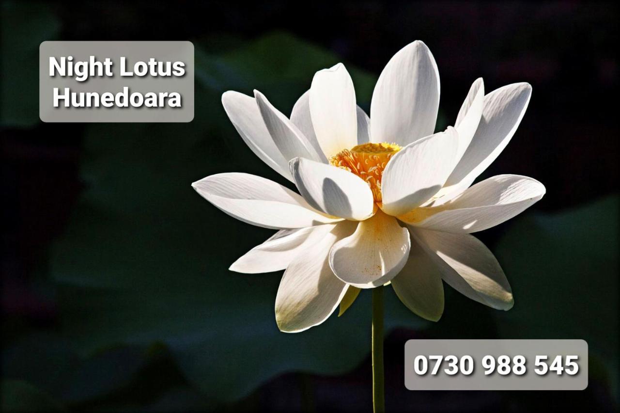Night Lotus Lejlighed Hunedoara Eksteriør billede